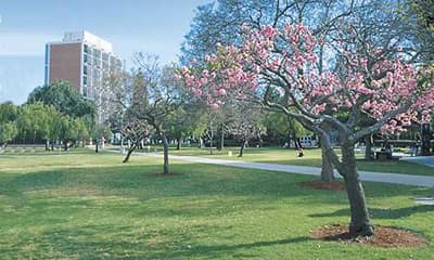 Campus der California State University Long Beach