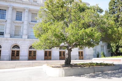 Baum vor historischem Universitätsgebäude der UC Berkeley