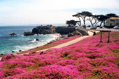Straße direkt an der Küste bei Monterey, die durch einen leuchtend pinken Blumenteppich am Ufer verziert ist.