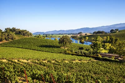 Weitläufige idyllische Weinfelder der UC Davis an einem Gewässer.
