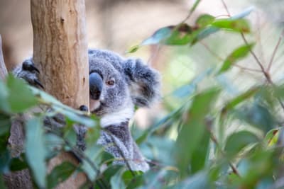 Koala sitzt auf einem Baum