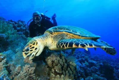 Meeresschildkröte und Taucher über einem Korallenriff