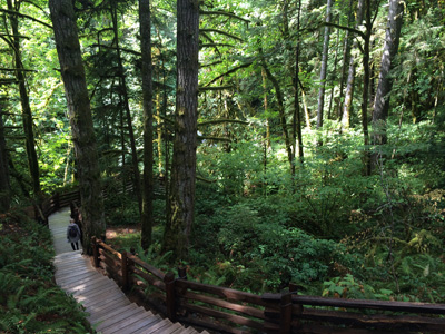 Ein Waldpfad in Washington State