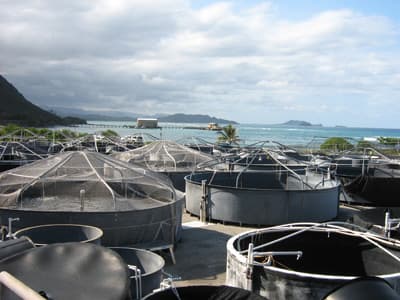 Aquakulturanlagen der Hawaii Pacific University (USA)