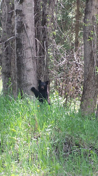Braunbären, Weißkopfseeadler und Elche- der Sun Peak District ist das Zuhause zahlreicher Wildtiere.