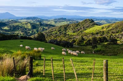 Schafe auf einer Weise in Neuseeland