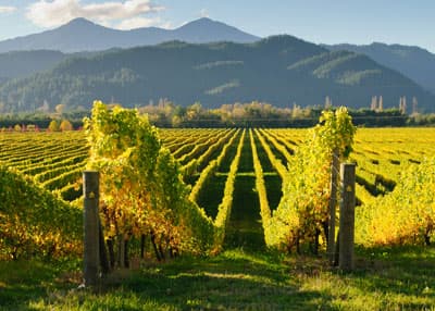 Weinfelder vor spektakulärer Berglandschaft