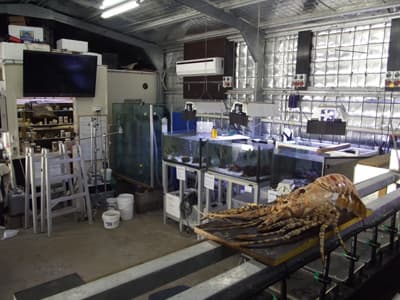 Laboratories with marine animals for research