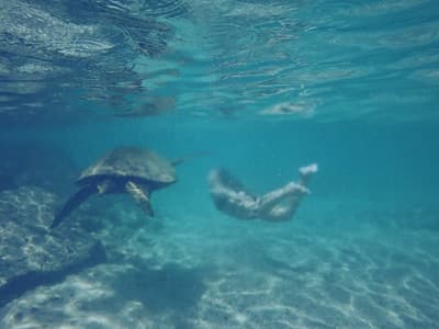 Eine Frau taucht mit einer Riesenschildkröte vor einem Riff.