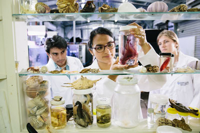 Drei Studenten in Kitteln im Labor mit verschiedenen Meerestieren