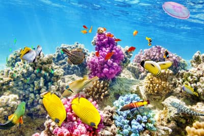 Bunte Korallen im Great Barrier Reef
