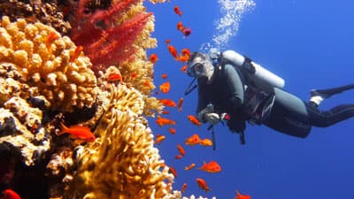 Taucher erforscht das Great Barrier Reef