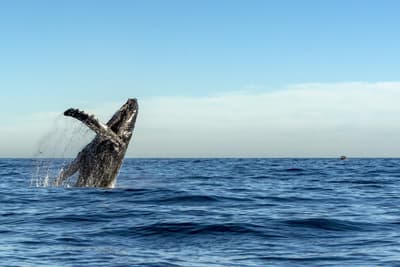 Ein riesiger Wal springt aus dem Meer