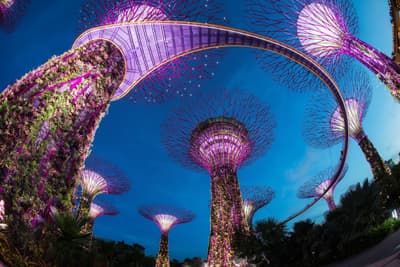Die futuristischen Supertrees der Gardens by the Bay erstrahlen nachts in bunten Farben