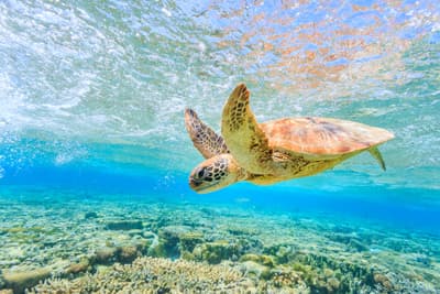 Eine große Schildkröte schwimmt in türkisem Wasser 
