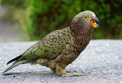 Der Kea ist ein grünlich gefiederter Bergpapagei auf der neuseeländischen Südinsel