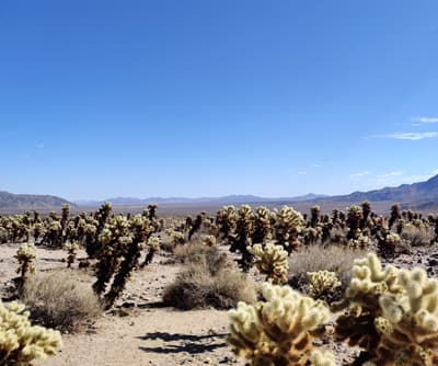 Mit Kakteen besäte Wüste in Kalifornien
