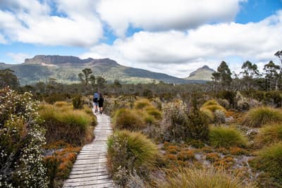 Leute beim Bushwalk in Tasmanien