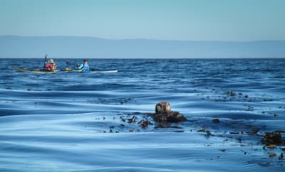 Paddler begegnen auf dem Wasser einem Seeotter