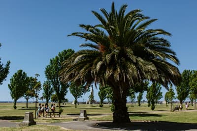 Parklandschaft mit großer Palme im Vordergrund