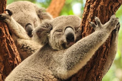Zwei schlafende Koalas auf einem Baum
