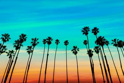 Palmen in Kalifornien