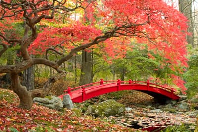 Japanischer Garten mit roter Brücke