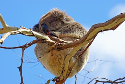 Koala in einem Eukalyptusbaum in Australien