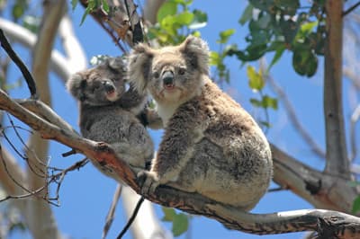 Koala mit Jungem