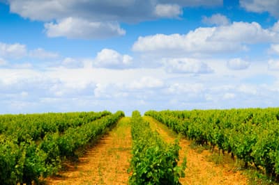 Weitläufiger, bepflanzter Acker mit blauem Himmel