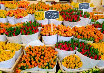 Tulpen in rot und orange werden zum Verkauf angeboten