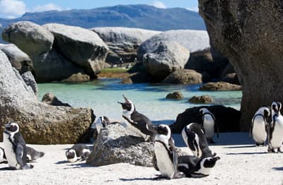 Pinguine am Boulders Beach bei Kapstadt (Südafrika)