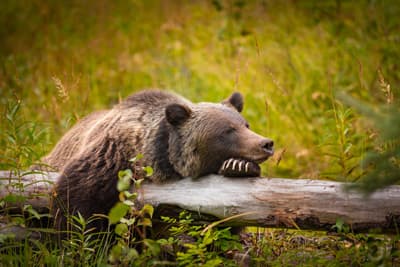 Schlafender Grizzlybär in der Wildnis Kanadas