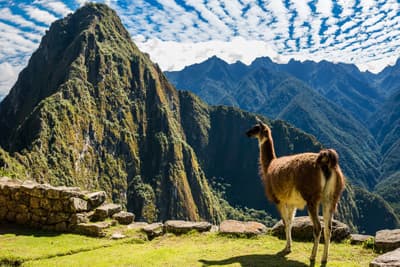 Lama vor der Kulisse des Machu Picchu (Peru)
