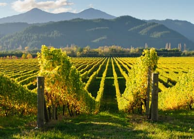 Weinreben in Neuseeland