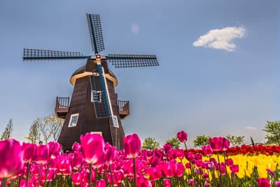 Windmuehle im Tulpenfeld in den Niederlanden