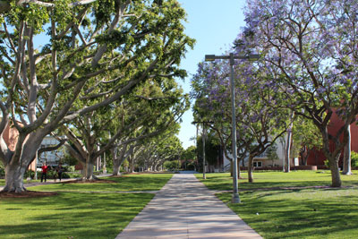 Ein mit Bäumen gesäumter Weg über den Campus
